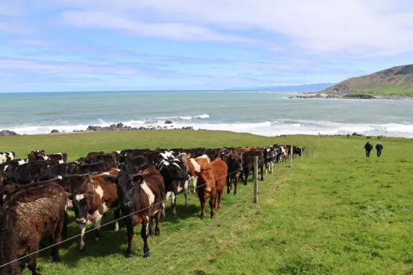 Cows by the coast
